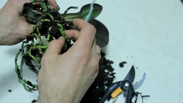 ORCHIDEE: 7 TRUCCHI e SEGRETI per ORCHIDEE BELLE E SANE, come FARLE RIFIORIRE e RIPRODURRE смотреть онлайн