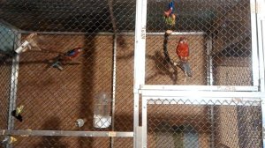 Разведение розелл.  Повесил два гнезда.