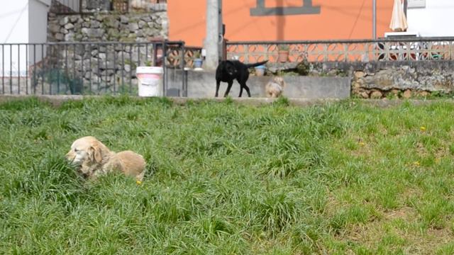 Dana,Luna,Maggy y Bronco смотреть онлайн