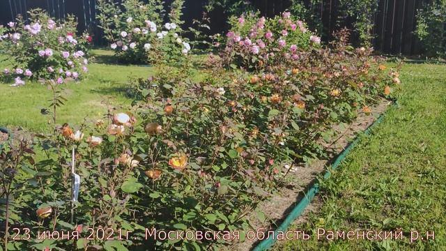 Роза Леди Эмма Гамильтон. Большая клумба. смотреть онлайн