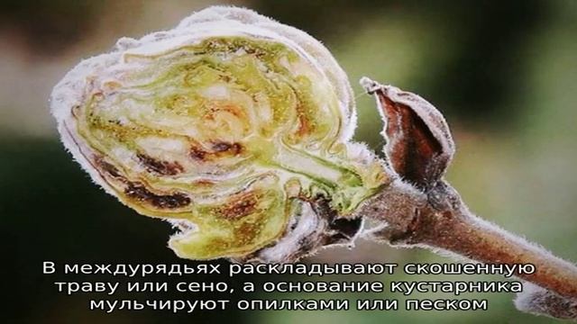 Самые эффективные меры борьбы с почковым клещом на смородине весной смотреть онлайн