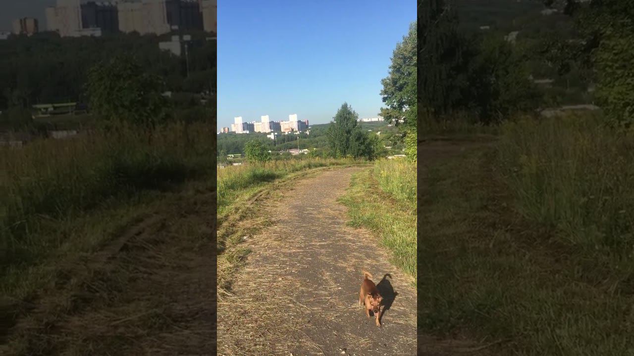 Риччи на проулке) Красота #dog #гуляюссобакой #лето2023 #нижнийновгород смотреть онлайн