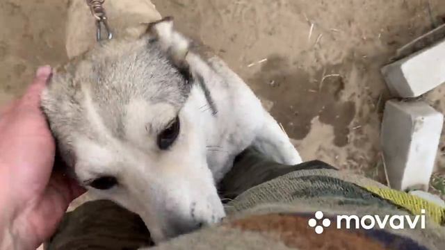 Про коз и не только….// смотреть онлайн