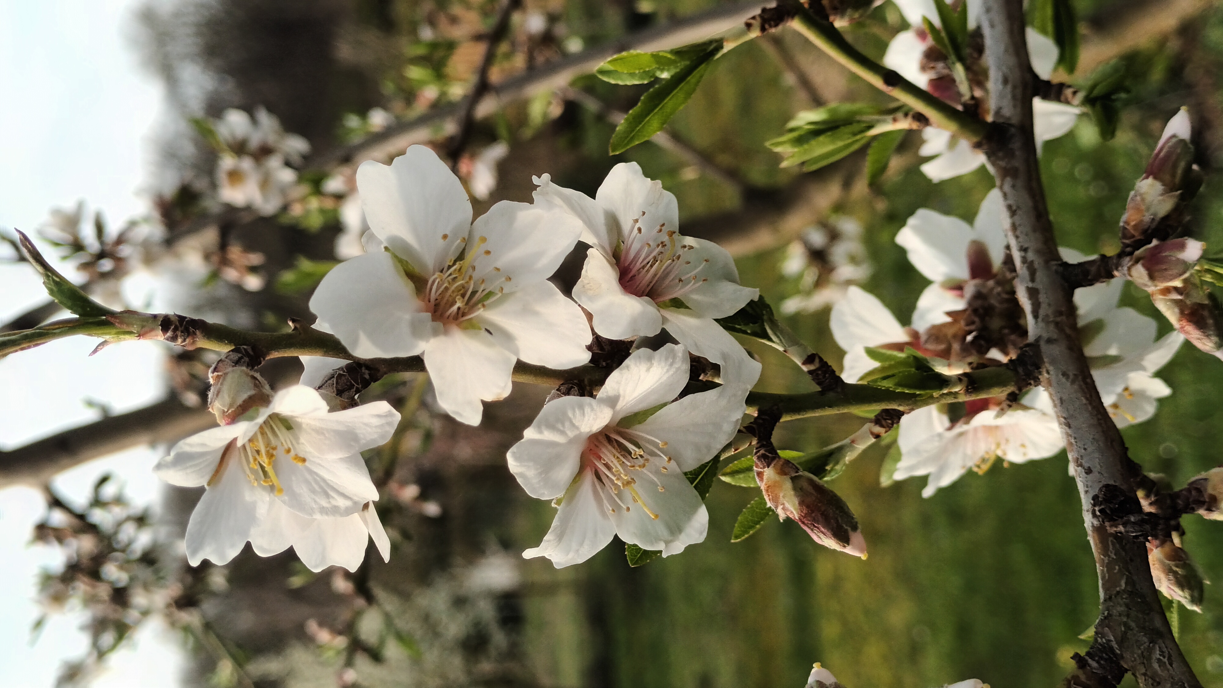 Цветёт миндаль сорта "Феррагнес" смотреть онлайн