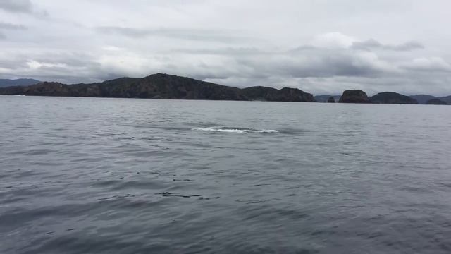 Mako Shark Jumps смотреть онлайн