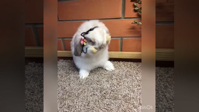 Очаровательная девочка NHD вислоухий карликовый баран смотреть онлайн