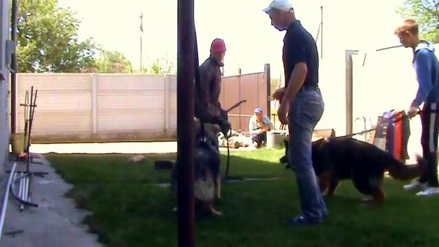 Как сделать чтоб собака охраняла двор