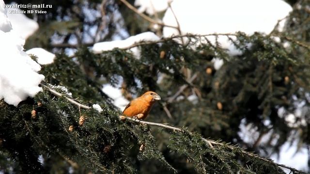 клест еловик (Loxia curvirostra, Red crossbill) Moscow 2018 смотреть онлайн
