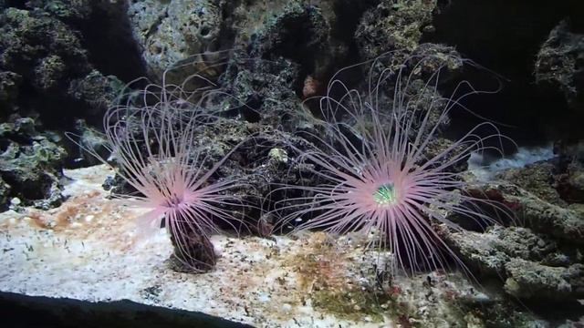 36 Tube dwelling anemone Zoo Amsterdam 2017 смотреть онлайн