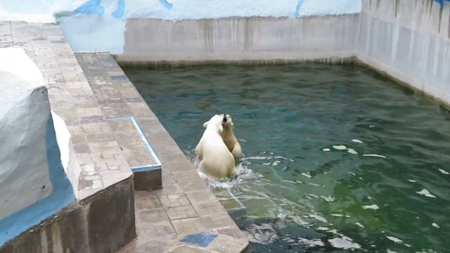 Мишки сегодня на даче, но медвежатам и здесь весело 20.07.2023 смотреть онлайн