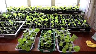 Высадка рассады курительного табака в открытый грунт. смотреть онлайн