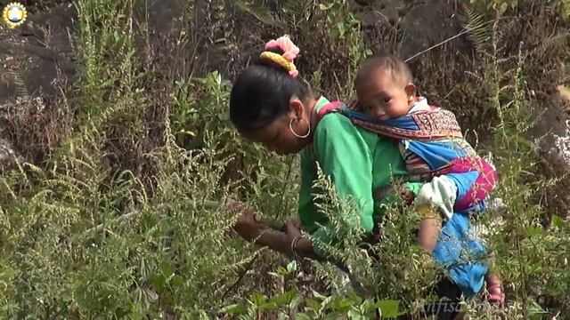 freelancelifestyle ru Vietnam 340 6 Sapa Private Trekking смотреть онлайн