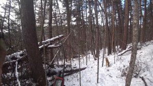 охота на кабанов с рабочими собаками в глухой тайге.wild boar hunting with dogs