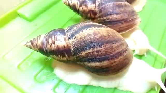 Мои ГИГАНТСКИЕ УЛИТКИ АХАТИНЫ!!! смотреть онлайн