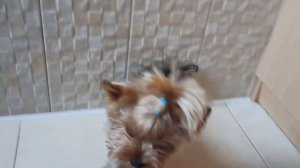 Плюсы и Минусы собаки. Йорк/йоркширский терьер.??