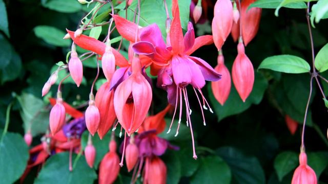 Fuchsia flower (HD1080p) смотреть онлайн