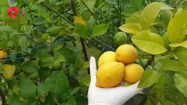 Priprema limuna za zimski period - berba plodova i razmnožavanje limuna смотреть онлайн