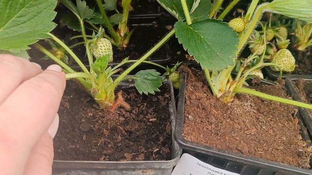 Садовый центр Дарвин/ Что планируем посадить на участке?/ Шпиц Барни/ Святочной источник в Талеже смотреть онлайн