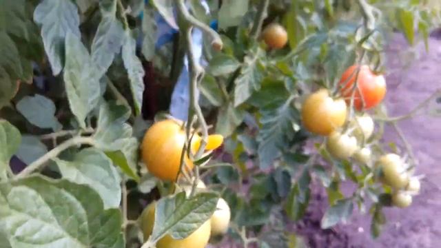 Помидоры Черри Роза. Отличный сорт. С 9 кустов около 6 вёдер набрала. #помидор #черри смотреть онлайн