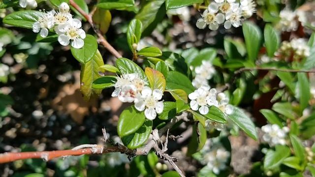 Кизильник киноварно-красный из Мурманской области | Жизнь в Адлере смотреть онлайн