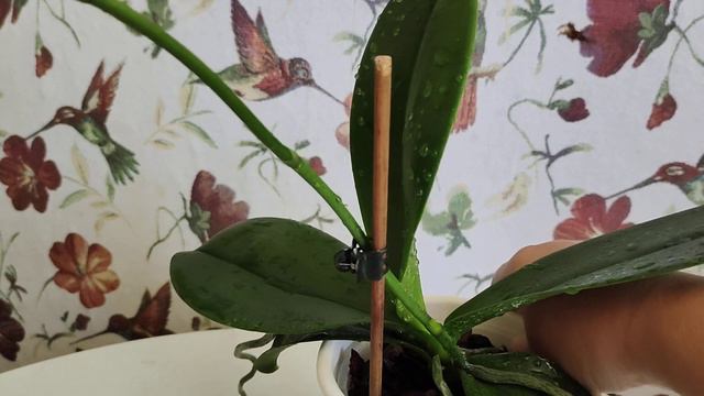 Орхидея Дикий Кот ))Разговор за круглым столом))) смотреть онлайн