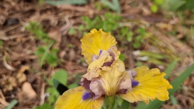 карликовый ирис Stockholm смотреть онлайн