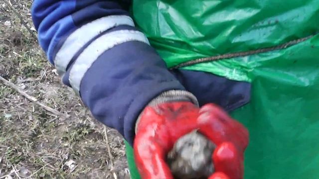 Поисковый магнит в Санкт Петербурге Заневский мост смотреть онлайн