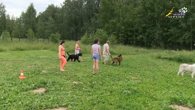 Жара, хорошее время для дрессировки команды ко мне в группе собак смотреть онлайн