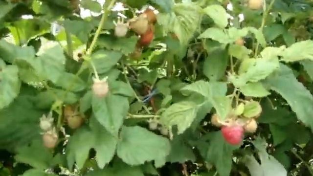 сорт малины "Мария" смотреть онлайн