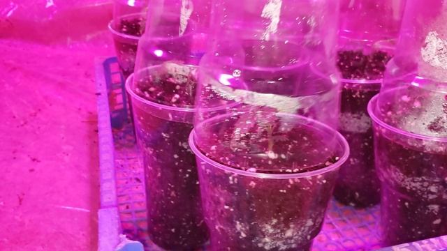 Выращиваю саженцы ежевики зимой из корневых черенков. смотреть онлайн