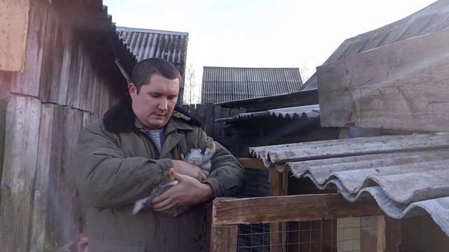 РАССАЖИВАЮ КРОЛЬЧАТ ПО ПОЛУ!!! [САМЦЫ И САМОЧКИ🐰] Видео о кролиководстве!!! смотреть онлайн