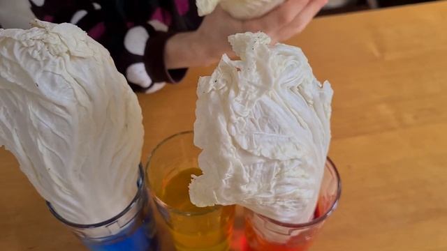 Проводим ЭКСПЕРИМЕНТ ШОУ как растение пьет воду. Опыты с едой и водой для детей от Федюкович Кати. смотреть онлайн