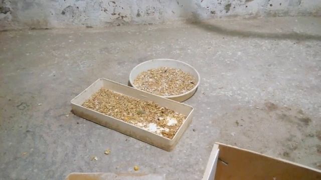 Неразлучники умер птенец.Кормление волнистых попугаев во время размножение смотреть онлайн