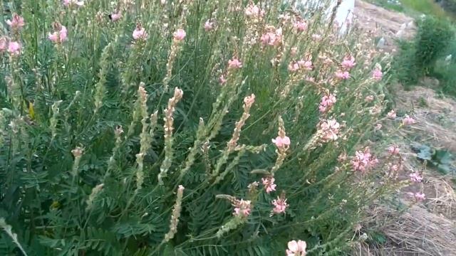 16.ЭСПАРЦЕТ - полезнейшее растение.