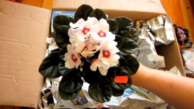 Распаковка посылки с фиалками от Елены Лебецкой! Передача растений поездом (автобусом, маршруткой) смотреть онлайн