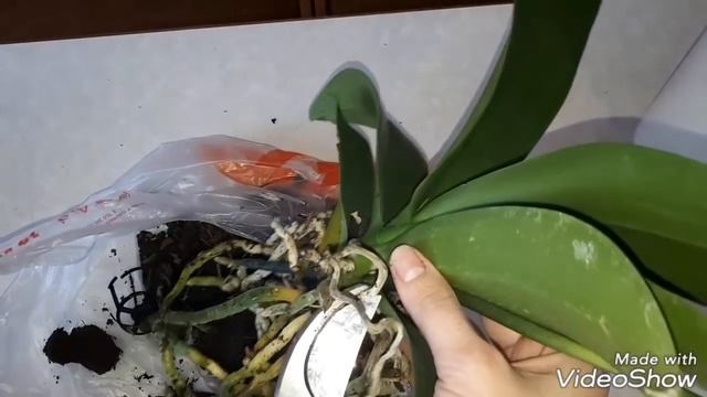 Супер БЫСТРАЯ посадка ОРХИДЕЙ смотреть онлайн