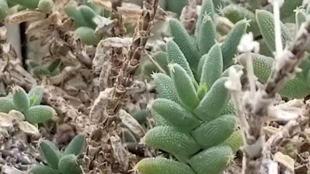TRICHODIADEMA BARBATUM SUCCULENT