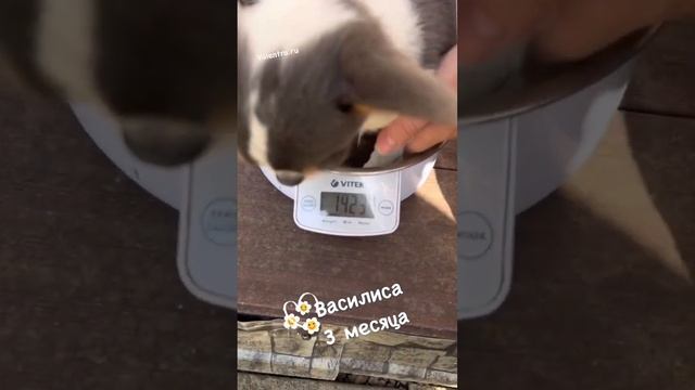 Голубая ЧИХУАХУА #купитьщенка #chihuahua #puppy #щенкичихуахуа #чихуахуа #щенок смотреть онлайн