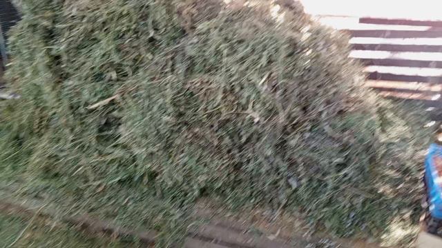 перевёз сено с огорода