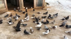 Николаевские голуби. п.Прибрежный Самарская область