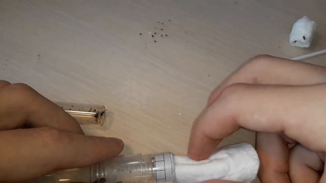Вытащил муравьёв из холодильника. Диапауза закончилась. смотреть онлайн