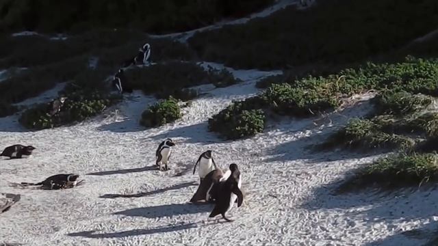 Top 10 AMAZING Facts About SOUTH AFRICA смотреть онлайн