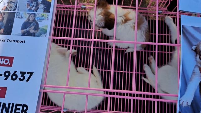 BAGSAK PRESYONG MGA PETS SA BOCAUE! BULLIES AND DOBERMAN MERON DIN! смотреть онлайн