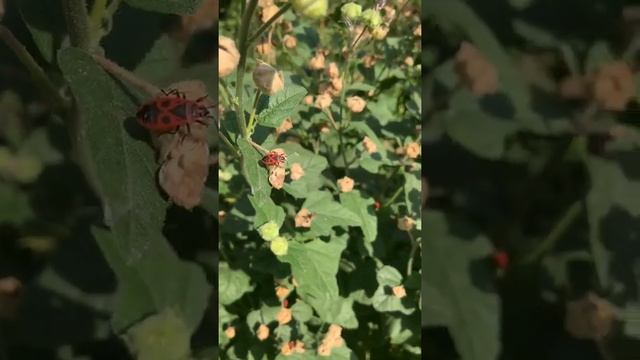 Лето,шмели, жуки пожарники. смотреть онлайн