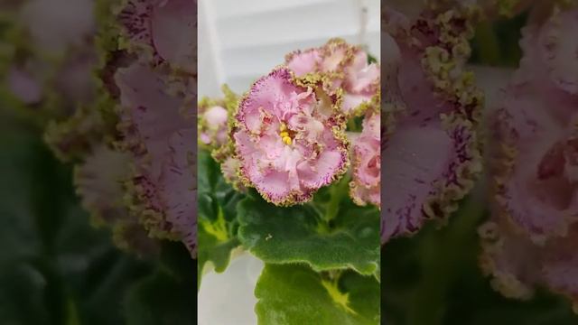 Фиалка ЛЕ-Медуница смотреть онлайн