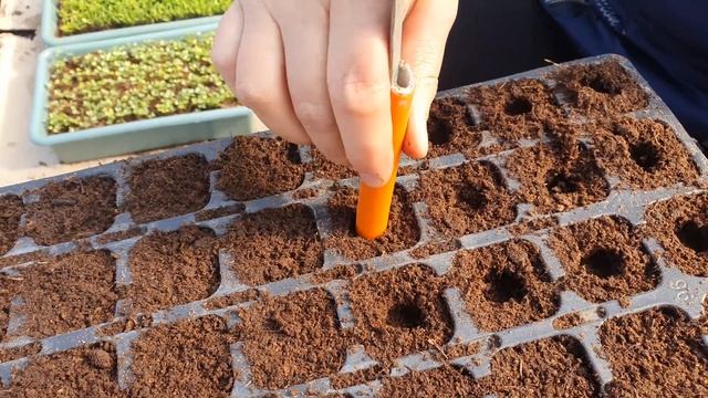 Своя рассада. Выращивание рассады в кассетах. смотреть онлайн