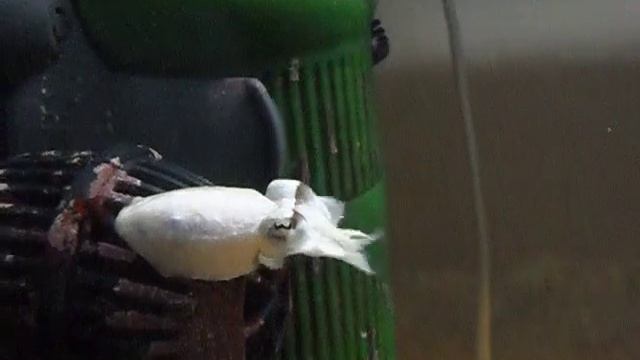Common cuttlefish (Sepia officinalis) clearing out the cobwebs смотреть онлайн
