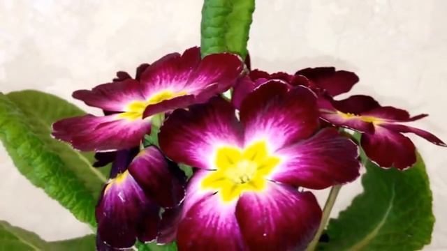 Цветущая примула смотреть онлайн