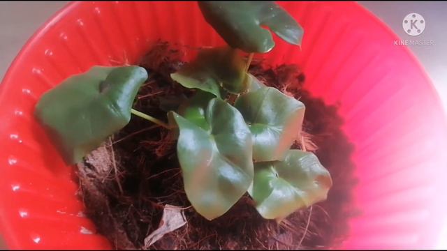 #PhilodendronSuperAtom Care Propagation&setting Idea In Malayalam #indoorPlant #Table Decoratingpln