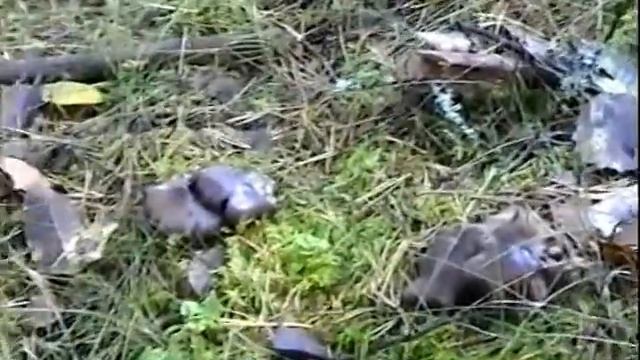 Какие то неизвестные грибы рядовки серые Лес под Питером смотреть онлайн